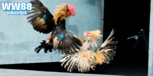 Đá gà 88